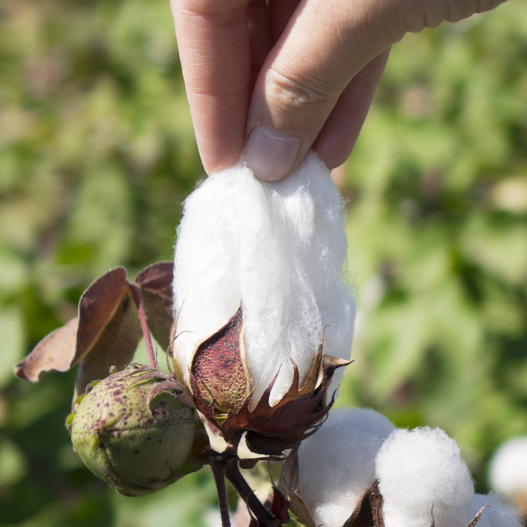 The Cotton Blog | What exactly is Cotton?