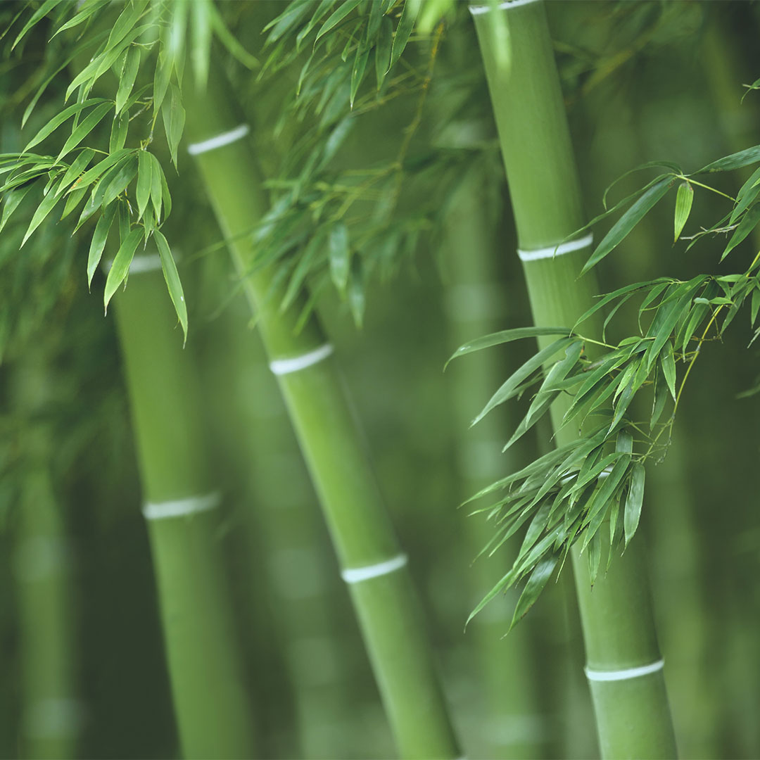 How is Bamboo used in Garments | House of Uniforms