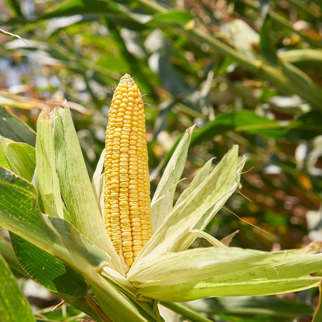 DuPont Sorona | House of Uniforms