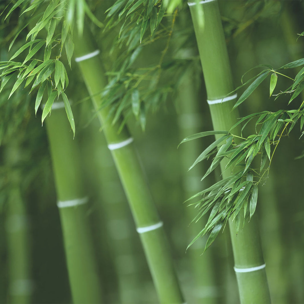 How is Bamboo used in Garments? House of Uniforms