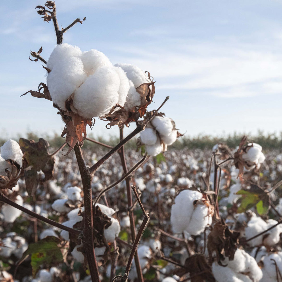 Australian Grown Cotton | House of Uniforms